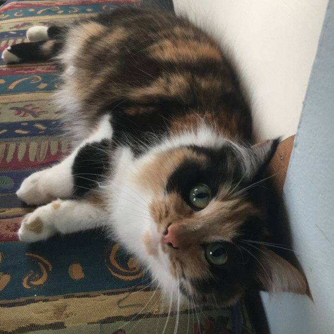 Kelly's Foco Cat Sitting