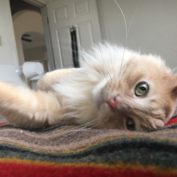 Kelly's Foco Cat Sitting photo 3