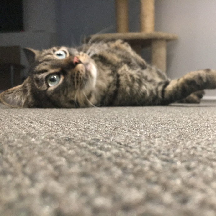 Kelly's Foco Cat Sitting photo 2