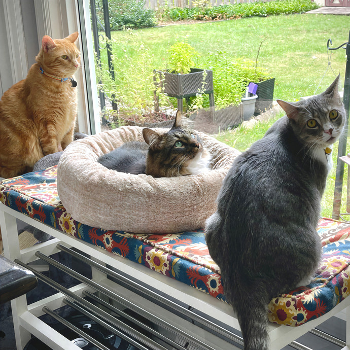 Lynn's Kitty Whisperer Cat Sitting