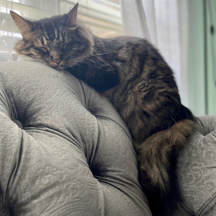 Lynn's Kitty Whisperer Cat Sitting photo 3