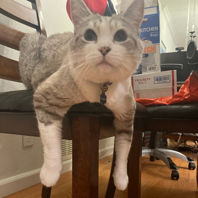 Loving Cat Mom Ready To Love Your Kitty