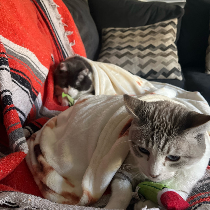 Loving Cat Mom Ready To Love Your Kitty
