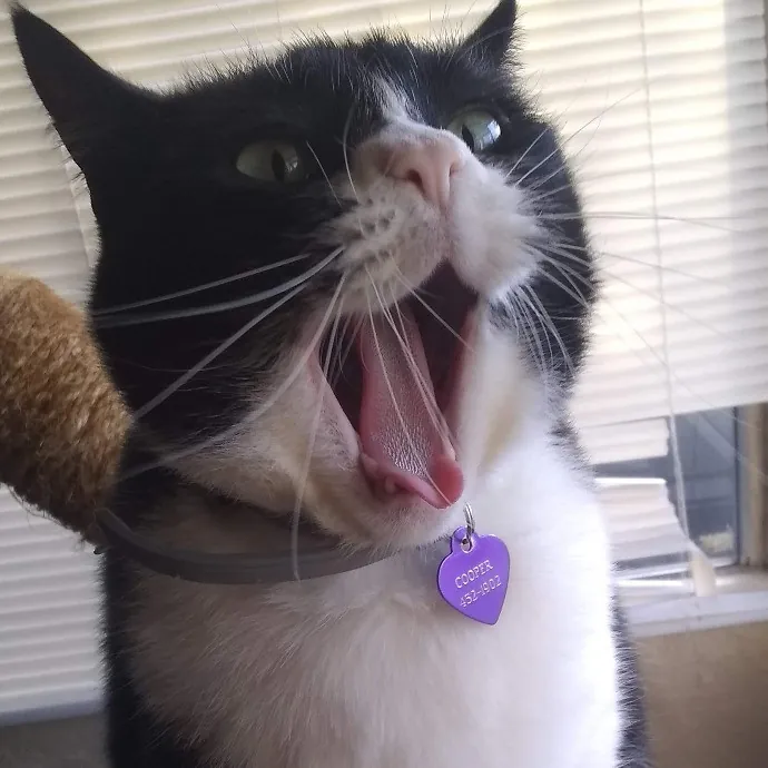 Cat Mountaineer Kitty Care And Attention