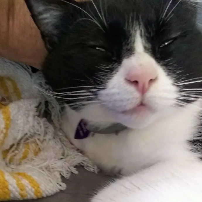 Cat Mountaineer Kitty Care And Attention