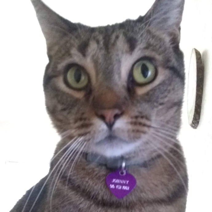 Cat Mountaineer Kitty Care And Attention