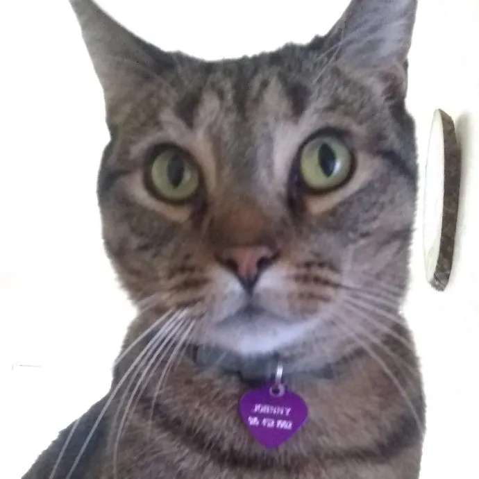 Cat Mountaineer Kitty Care And Attention