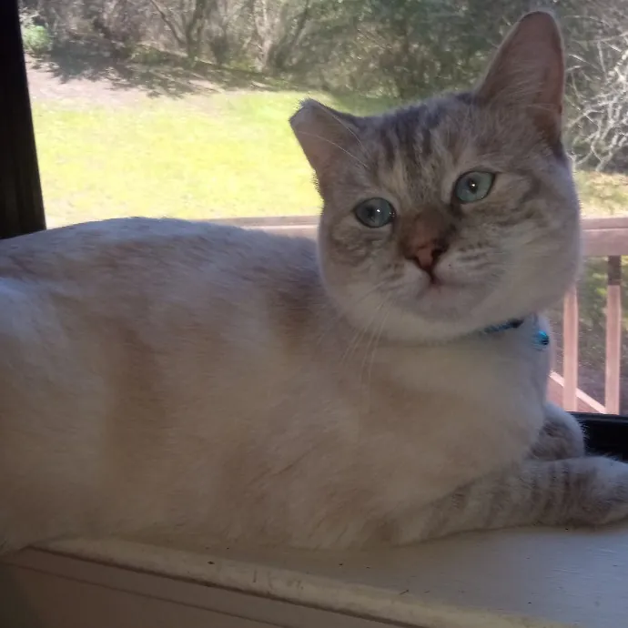 Cat Mountaineer Kitty Care And Attention