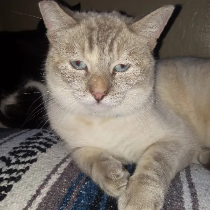 Cat Mountaineer Kitty Care And Attention