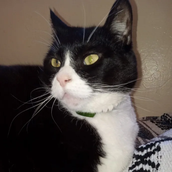 Cat Mountaineer Kitty Care And Attention