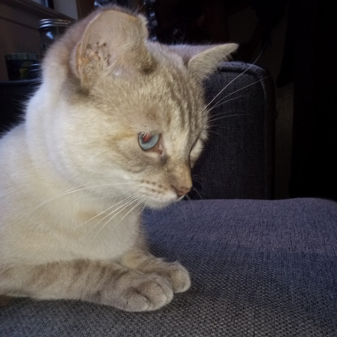 Cat Mountaineer Kitty Care And Attention