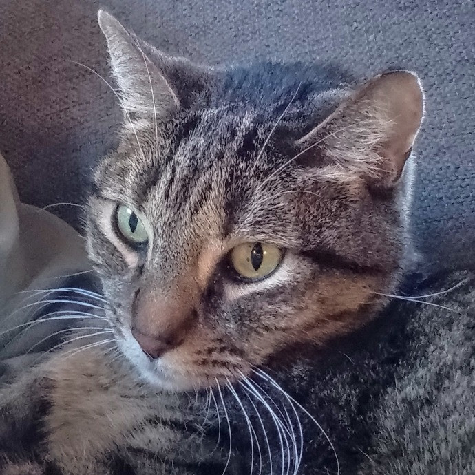 Cat Mountaineer Kitty Care And Attention