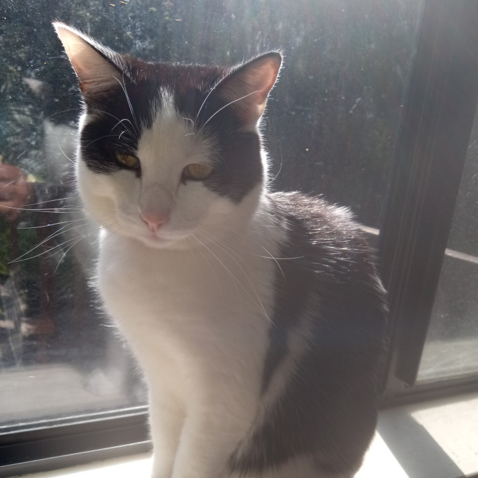 Cat Mountaineer Kitty Care And Attention