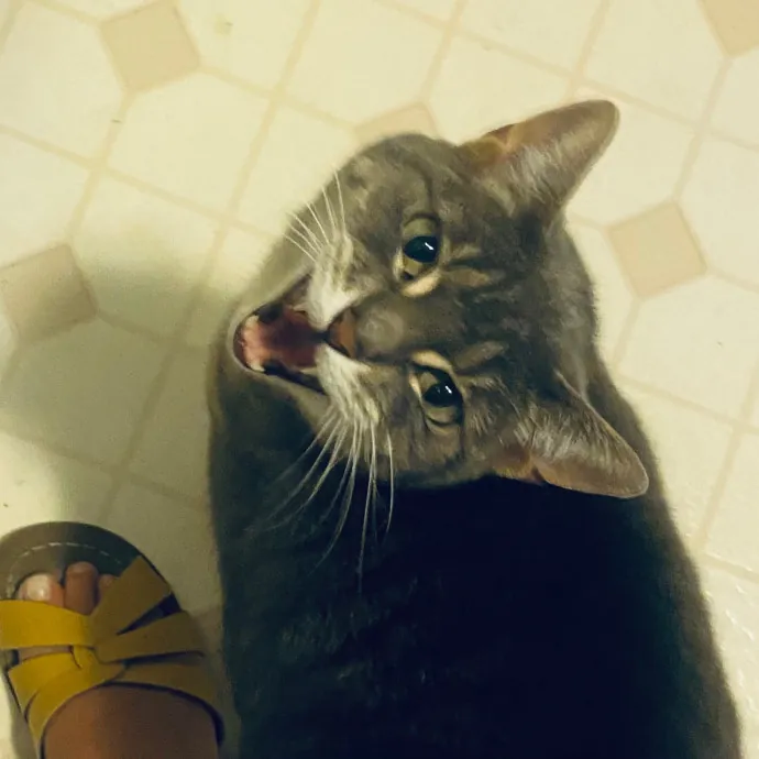 Friend Of Felines Tacoma Cat Sitting