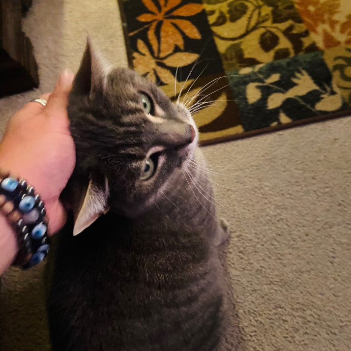 Friend Of Felines Tacoma Cat Sitting