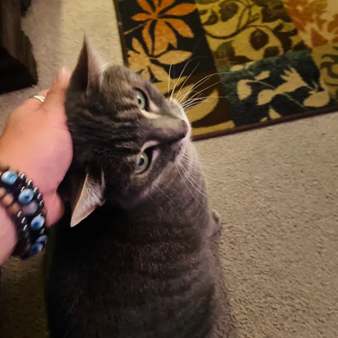 Friend Of Felines Tacoma Cat Sitting