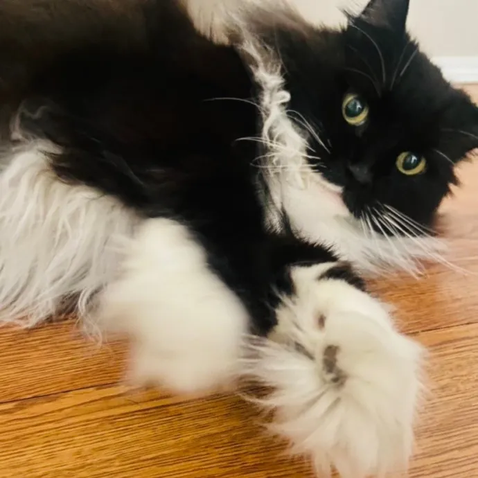 Friend Of Felines Tacoma Cat Sitting