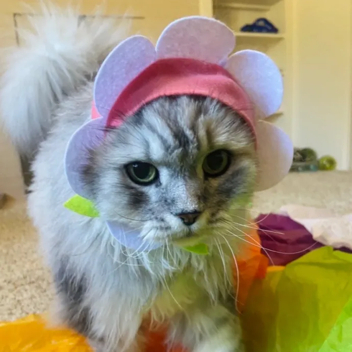 Friend Of Felines Tacoma Cat Sitting