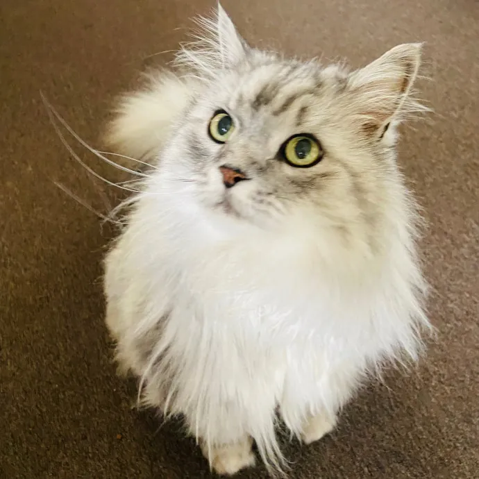 Friend Of Felines Tacoma Cat Sitting