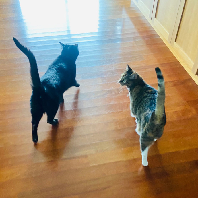 Friend Of Felines Tacoma Cat Sitting