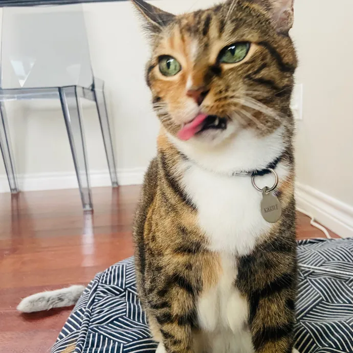 Friend Of Felines Tacoma Cat Sitting