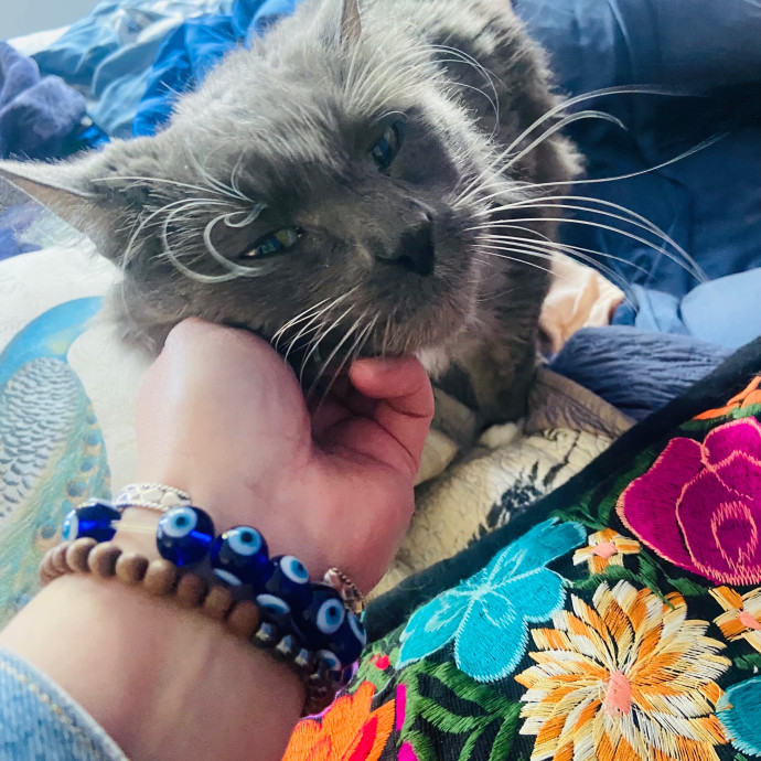 Friend Of Felines Tacoma Cat Sitting