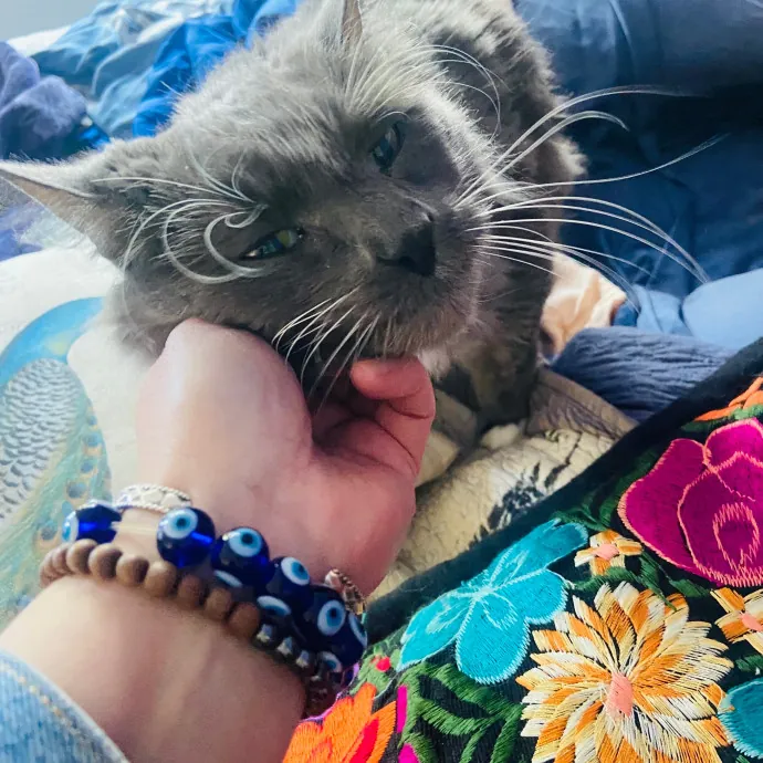 Friend Of Felines Tacoma Cat Sitting