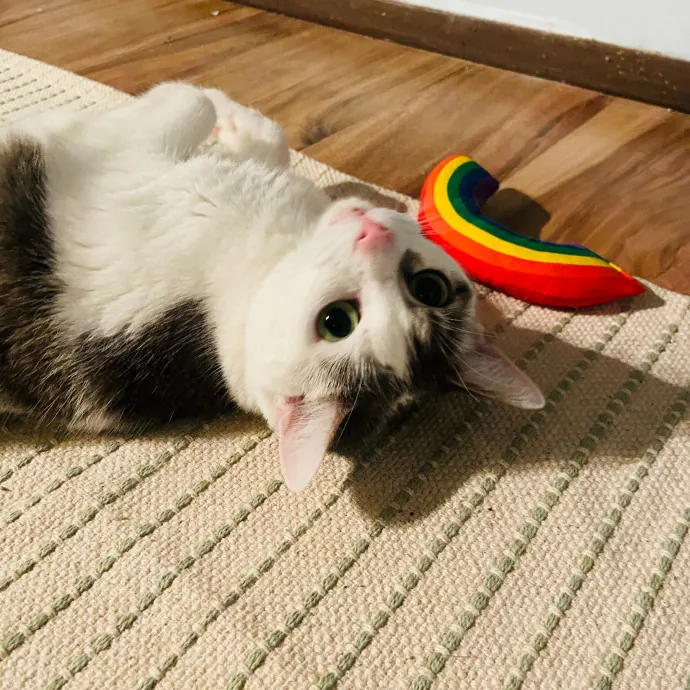 Friend Of Felines Tacoma Cat Sitting