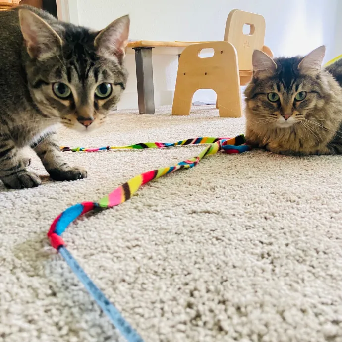 Friend Of Felines Tacoma Cat Sitting