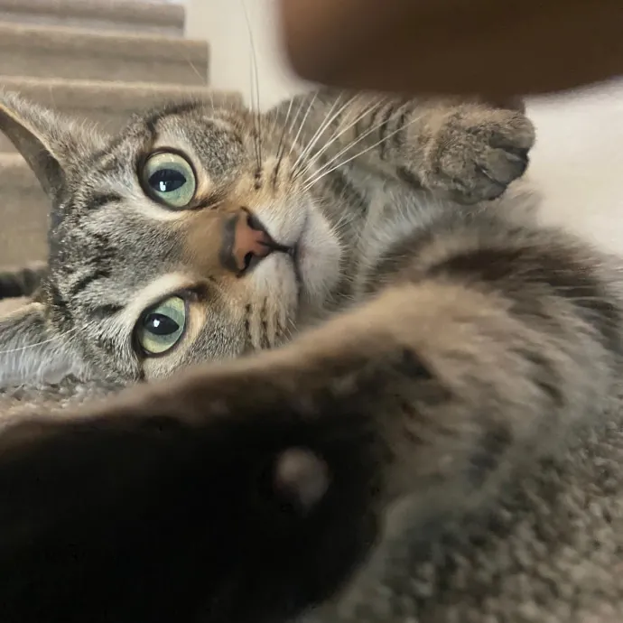 Friend Of Felines Tacoma Cat Sitting