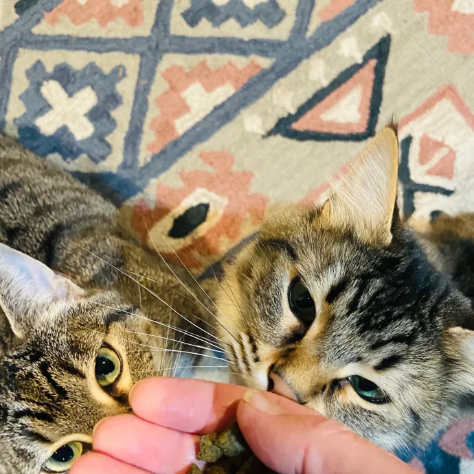 Friend Of Felines Tacoma Cat Sitting