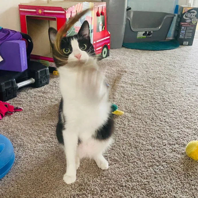 Friend Of Felines Tacoma Cat Sitting