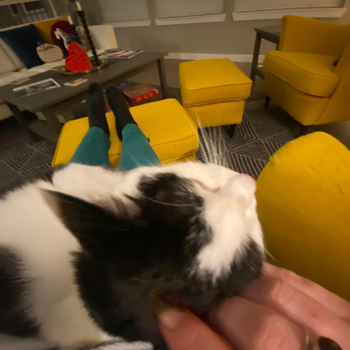 Friend Of Felines Tacoma Cat Sitting