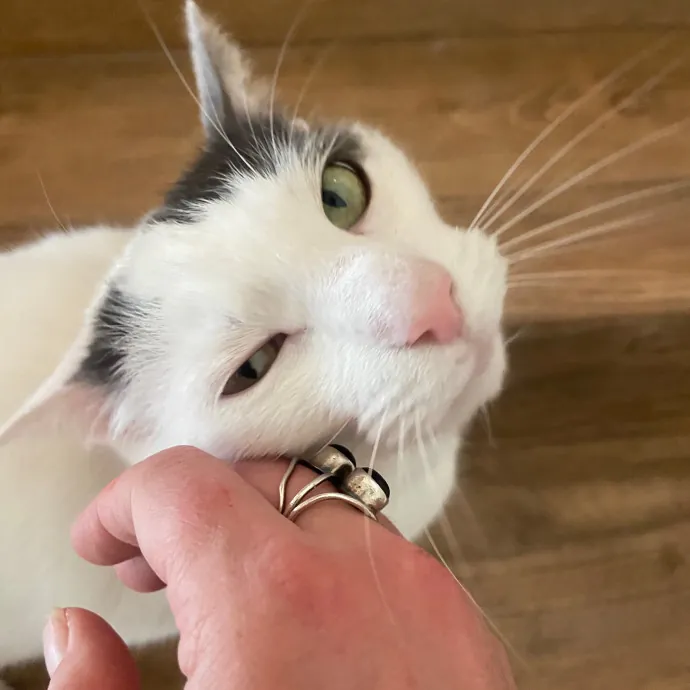 Friend Of Felines Tacoma Cat Sitting