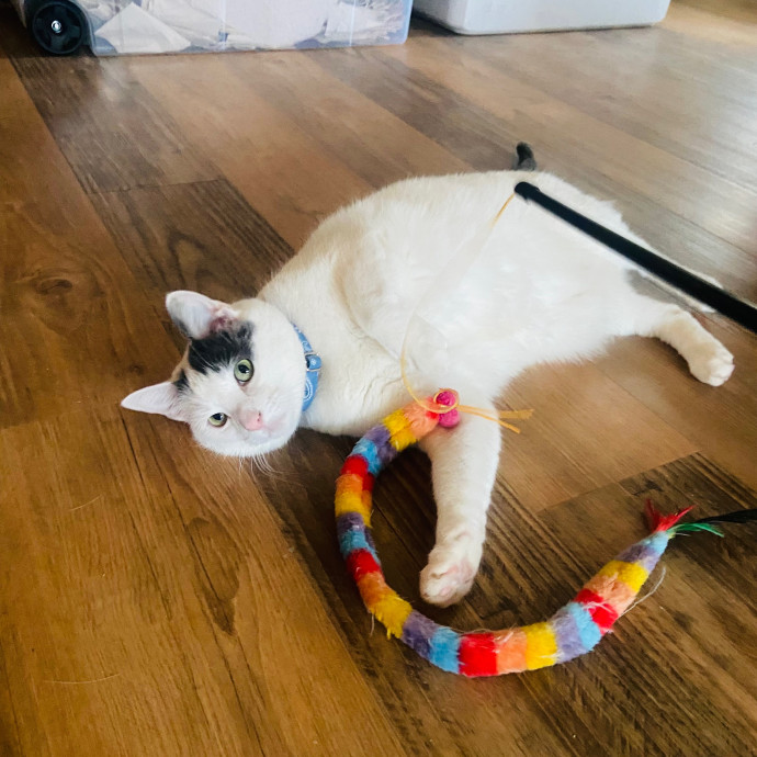 Friend Of Felines Tacoma Cat Sitting