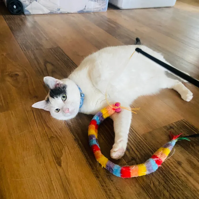 Friend Of Felines Tacoma Cat Sitting