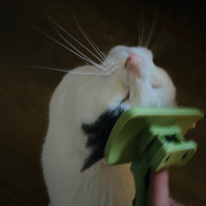 Friend Of Felines Tacoma Cat Sitting