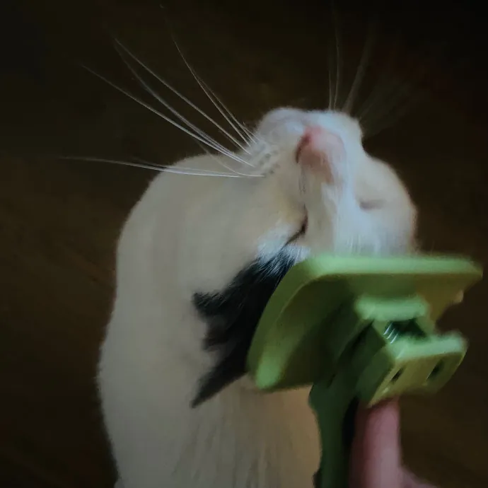 Friend Of Felines Tacoma Cat Sitting