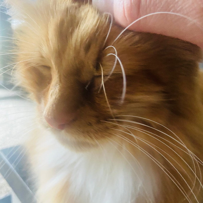 Friend Of Felines Tacoma Cat Sitting
