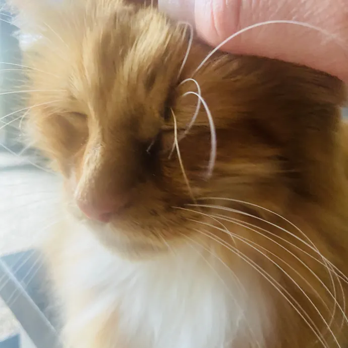 Friend Of Felines Tacoma Cat Sitting