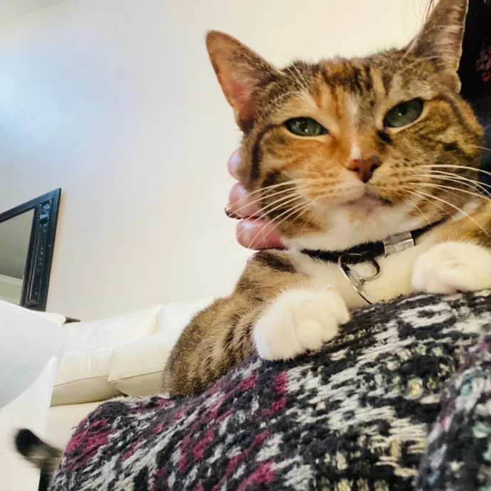 Friend Of Felines Tacoma Cat Sitting