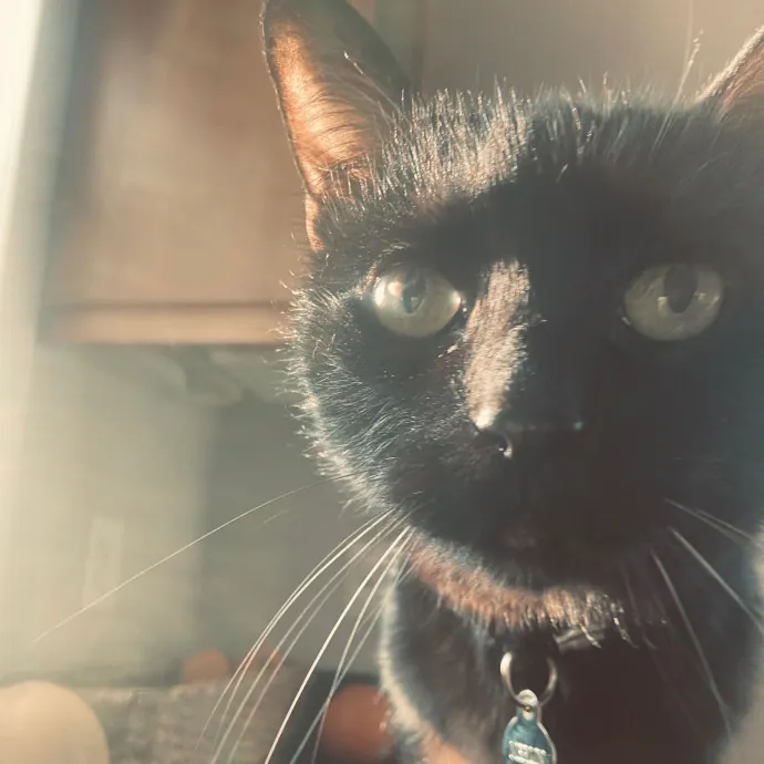 Friend Of Felines Tacoma Cat Sitting