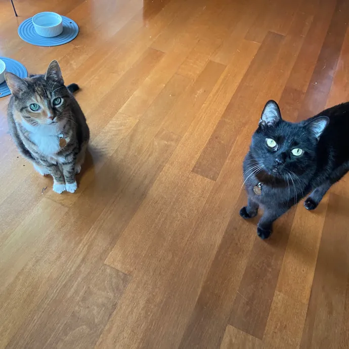 Friend Of Felines Tacoma Cat Sitting