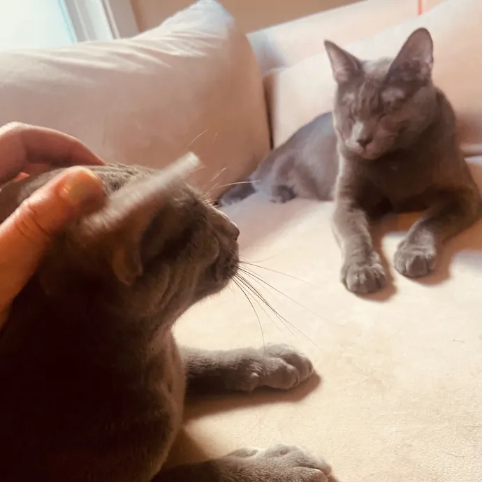 Friend Of Felines Tacoma Cat Sitting