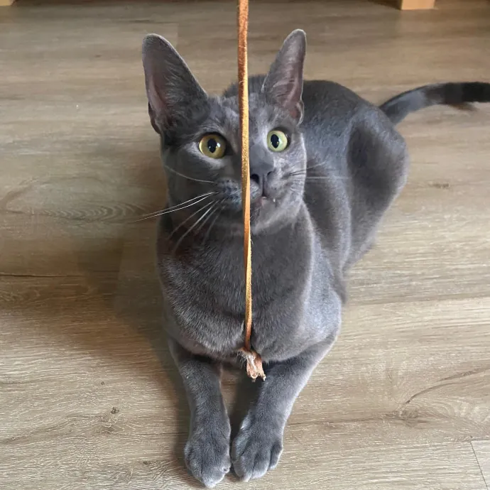 Friend Of Felines Tacoma Cat Sitting