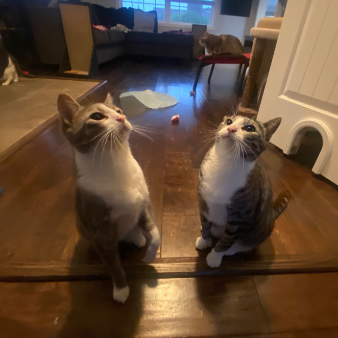 Friend Of Felines Tacoma Cat Sitting