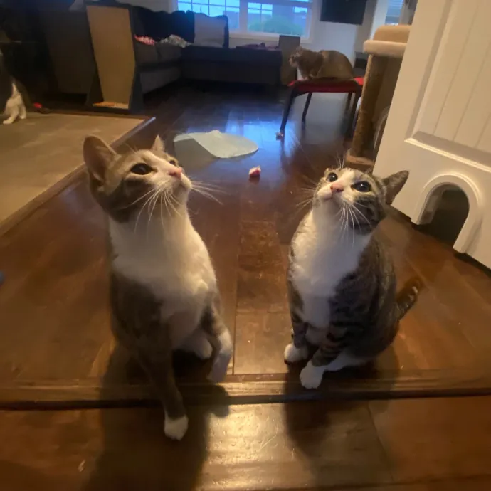 Friend Of Felines Tacoma Cat Sitting