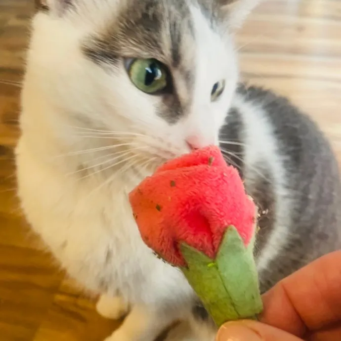 Friend Of Felines Tacoma Cat Sitting