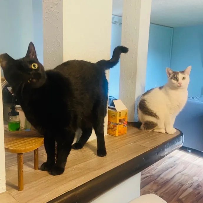 Friend Of Felines Tacoma Cat Sitting