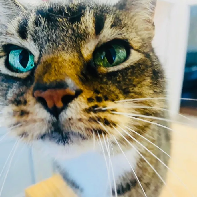 Friend Of Felines Tacoma Cat Sitting